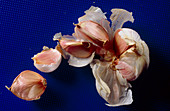 Garlic bulb broken open to show its cloves