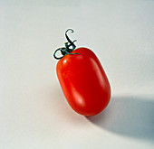 Ripe Plum Tomato,Lycopersicon lycopersicum