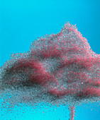 Crystals of granulated sugar (sucrose)