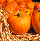 A harvest of pumpkins
