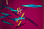 Light micrograph of glucose crystals,x80