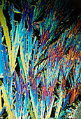 Polarised light micrograph of glucose crystals