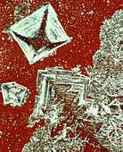 Polarised light micrograph of salt crystals