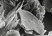 Scanning electron micrograph of cocoa powder