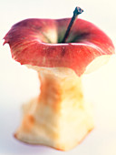 View of an apple core (Malus sp.)
