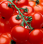 Tomatoes,Lycopersicon esculentum