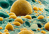 Coloured SEM of blue cheese salad dressing