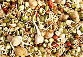 Assorted sprouting seeds
