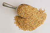 Barley grains