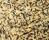 Rice grains