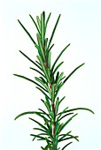 Rosemary