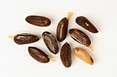 Pine nuts