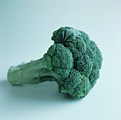 Broccoli spear
