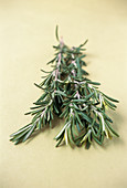 Rosemary