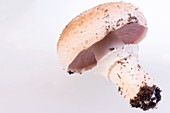 Mushroom (Agaricus bisporus 'Royal Tan')