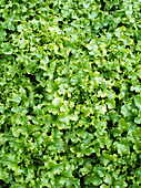 Lettuce (Lactuca sativa 'Salad Bowl')