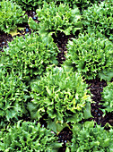 Lettuce (Lactuca sativa 'Spiky')