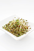 Alfalfa sprouts