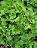 Lettuce (Lactuca 'Suzan')