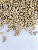 Sunflower seeds (Helianthus annuus)