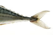 Mackerel tail