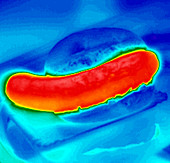 Sausage in a bun,thermogram
