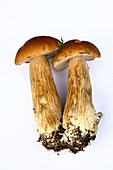 Cep mushrooms