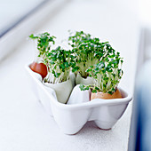 Cress in eggshells