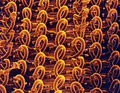 SEM of part of hooks and loops fastener