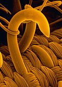 SEM of a hooks and loops fastener