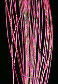 Polarised light micrograph of nylon fibres