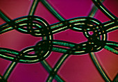Light micrograph of the weave of a nylon stocking