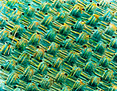 Coloured SEM of storm-proof fabric from raincoat