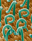 SEM of a hooks and loops fastener