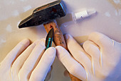 Forensic scientist removes dried blood from hammer
