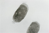 Fingerprints revealed by graphite powder