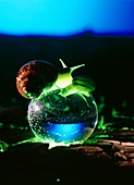New age snails on crystal ball