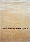 Line drawn in sand