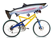Fish on a bicycle