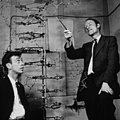Watson and Crick with their DNA model