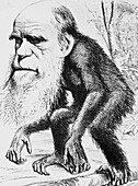 Caricature of Charles Darwin and natural selection