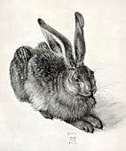 Young hare,by Durer