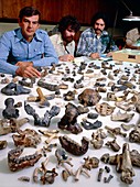 Palaeoanthropologist Donald Johanson