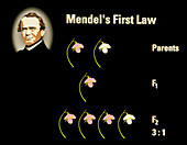 Computer artwork of Mendel's First Law