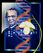 Computer artwork of the botanist Gregor Mendel