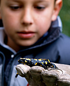 Child holding salamander