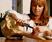 Technician measuring the jaw of a dolphin's skull