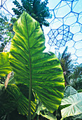 Eden Project biome