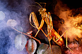 Model praying mantis