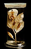 Preserved citrus plant specimen